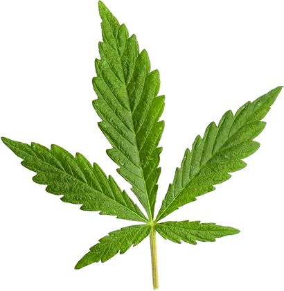 marijuana leaf large